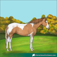Horse Color:Chestnut Splash Tobiano Rabicano 