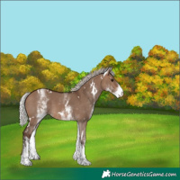 Horse Color:White Spotted Silver Brown Dun