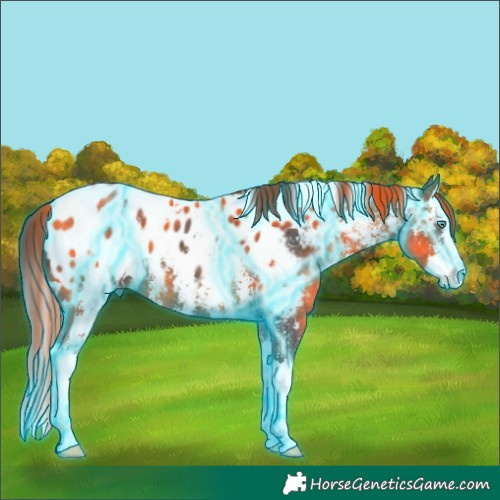 Horse Color:Thunderstruck White Spotted Buckskin Sabino Splash Appaloosa 