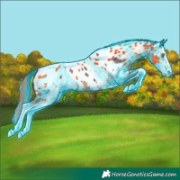 Horse Color:Thunderstruck White Spotted Buckskin Sabino Splash Appaloosa