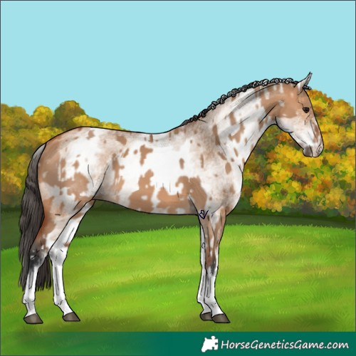 Horse Color:White Spotted Bay Dun Rabicano  and White Spotted Bay Dun Rabicano 