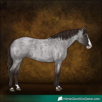 Horse Color:Liver Red Roan Splash 