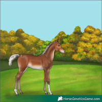Horse Color:Silver Bay Tobiano