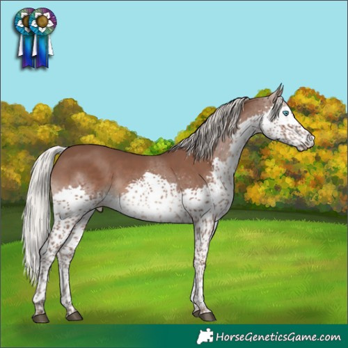 Horse Color:Silver Black Splash Tobiano 