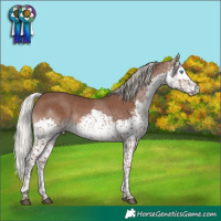 Horse Color:Silver Black Splash Tobiano