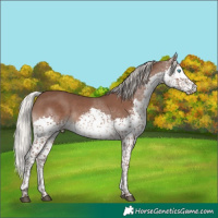 Horse Color:Silver Black Splash Tobiano