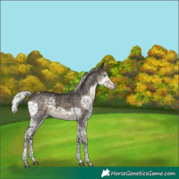 Horse Color:Silver Smoky Black Splash Tobiano