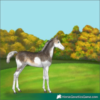 Horse Color:Silver Buckskin Splash