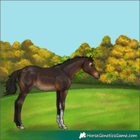Horse Color:Gray Bay Tobiano