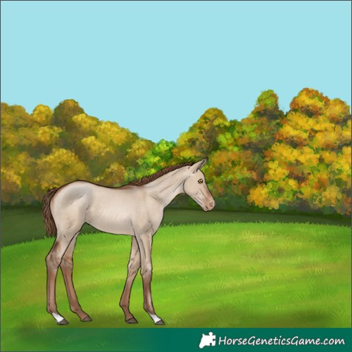 Horse Color:Brown Pearl Dun Skewed Appaloosa