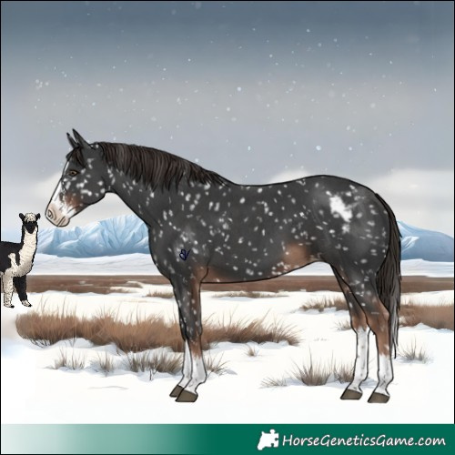 Horse Color:Liver Chestnut Sabino Splash Skewed Appaloosa 
