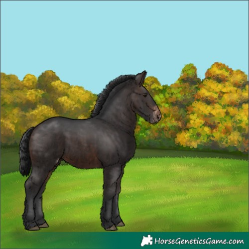 Horse Color:Brown Skewed Appaloosa