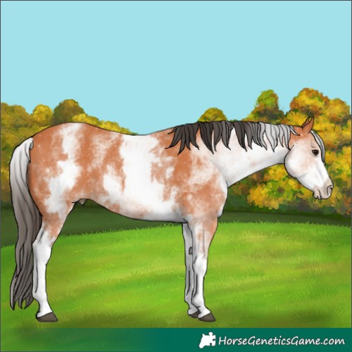 Horse Color:White Spotted Bay 