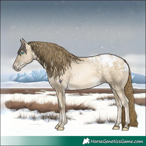 Horse Color:Buckskin Pearl Dun Skewed Appaloosa 