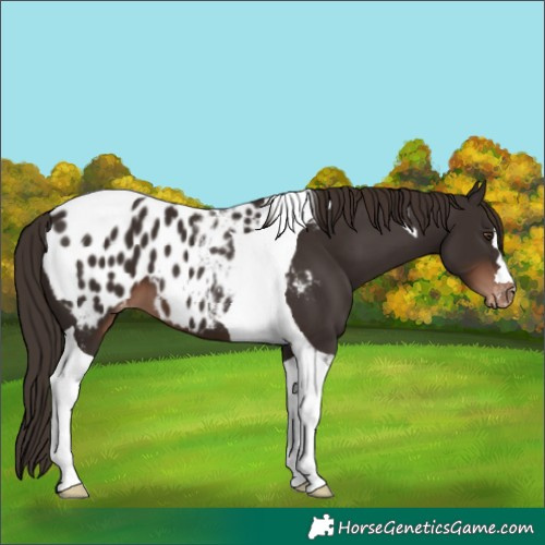 Horse Color:Liver Chestnut Tobiano Appaloosa