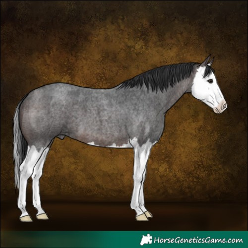 Horse Color:Brown Roan Splash