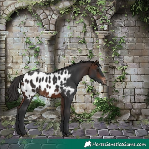 Horse Color:Brown Appaloosa 