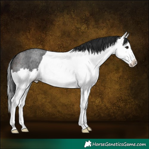 Horse Color:Brown Roan Splash 