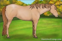 Horse Color:Bay Pearl 