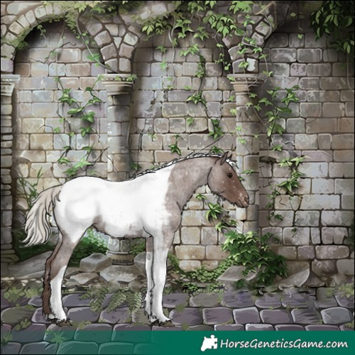 Horse Color:Silver Blue Roan Tobiano Appaloosa 