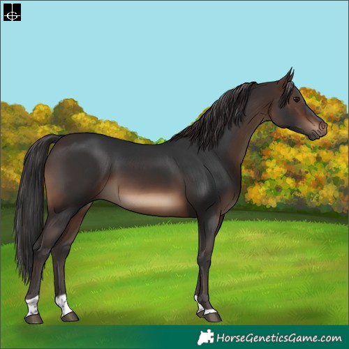 Horse Color:Brown Tobiano Rabicano 