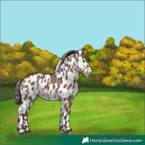 Horse Color:Chocolate Brown Dun Skewed Appaloosa 