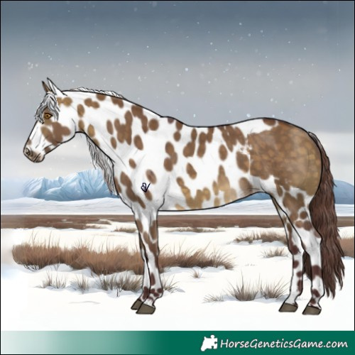 Horse Color:Chocolate Buckskin Dun Skewed Appaloosa 