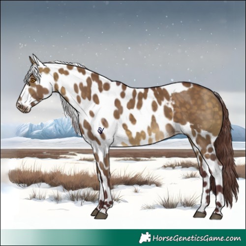 Horse Color:Chocolate Buckskin Dun Skewed Appaloosa 