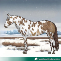 Horse Color:Chocolate Buckskin Dun Skewed Appaloosa 