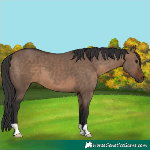 Horse Color:Brown Dun 