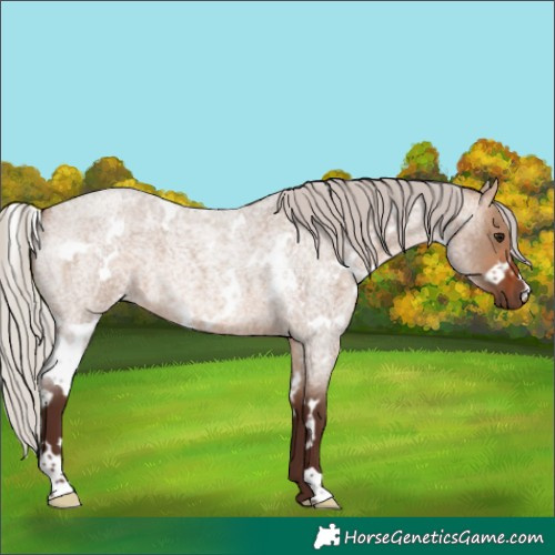 Horse Color:White Spotted Silver Bay Roan Dun 