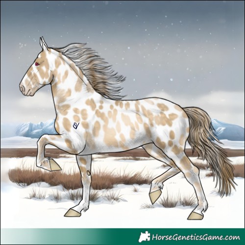 Horse Color:Chocolate Buckskin Pearl Skewed Appaloosa 