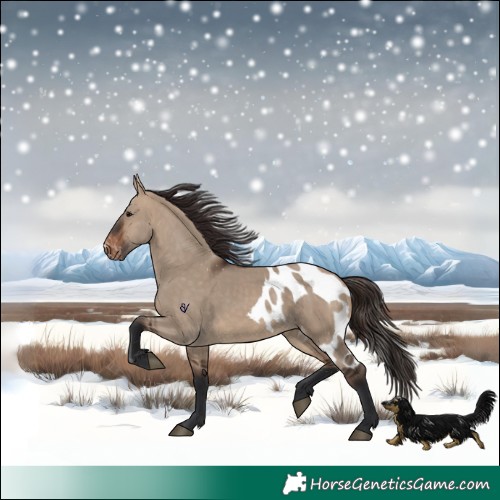 Horse Color:Brown Dun Skewed Appaloosa 