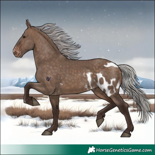 Horse Color:Silver Brown Dun Skewed Appaloosa 