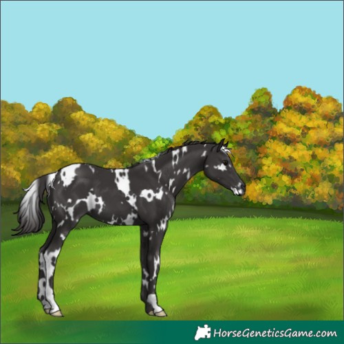 Horse Color:White Spotted Smoky Black 