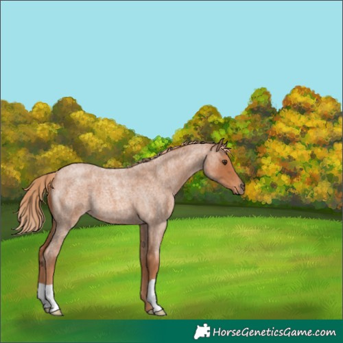 Horse Color:Red Roan 