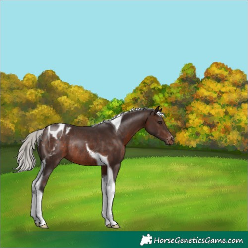 Horse Color:Silver Brown Tobiano Appaloosa Rabicano 