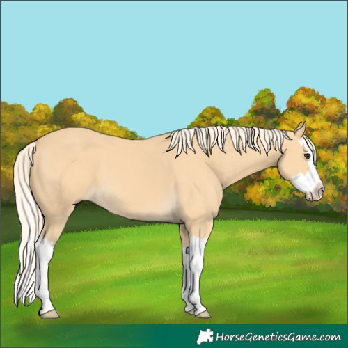 Horse Color:Palomino Splash 