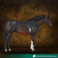 Horse Color:Brown Tobiano Rabicano