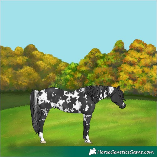 Horse Color:White Spotted Black 