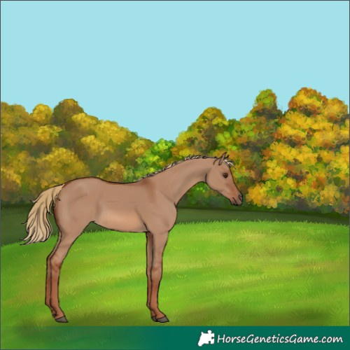 Horse Color:Red Dun