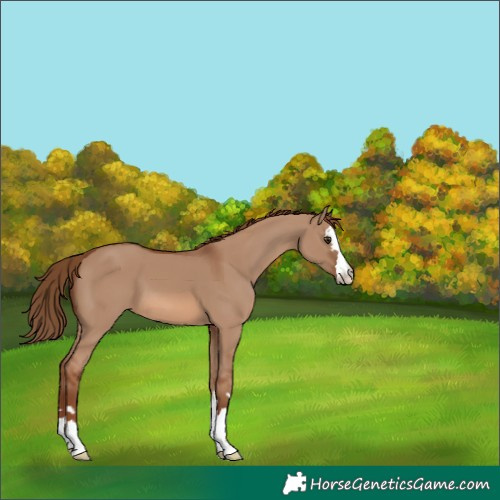 Horse Color:Red Dun