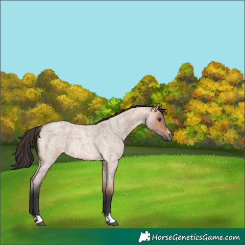 Horse Color:Bay Roan Dun Rabicano