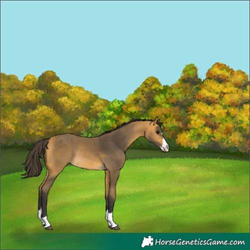 Horse Color:Buckskin Rabicano 