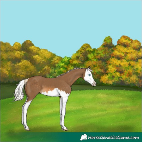 Horse Color:Chocolate Palomino Splash
