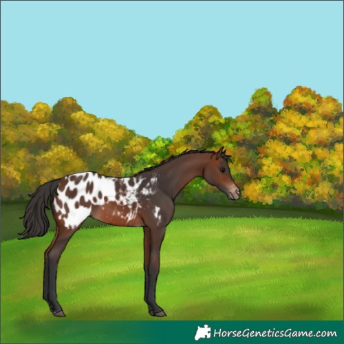 Horse Color:Brown Appaloosa