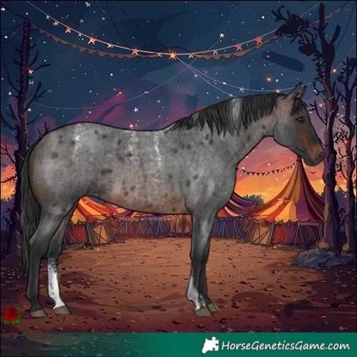 Horse Color:Powder White Brown Roan