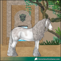 Horse Color:Silver Blue Roan Splash Appaloosa