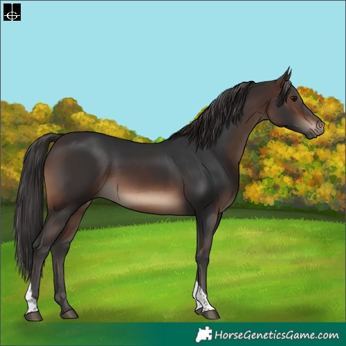 Horse Color:Brown Tobiano Rabicano 