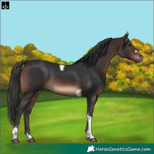 Horse Color:Brown Tobiano Rabicano 